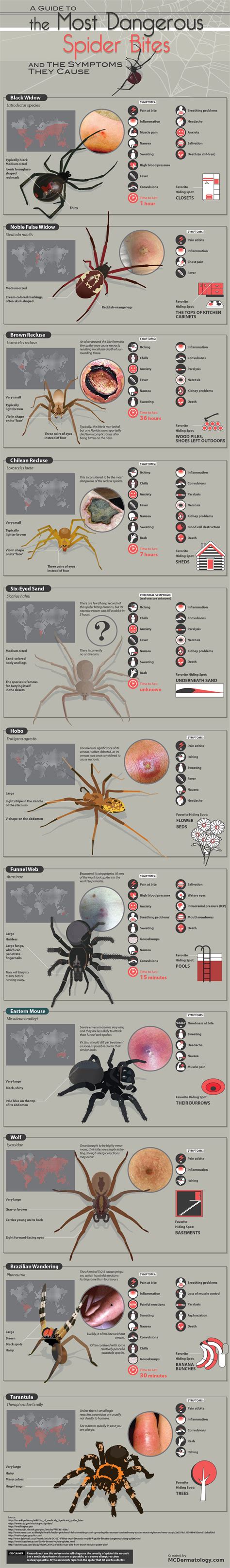 The Most Dangerous Spider Bites & Symptoms They Cause [Infographic]