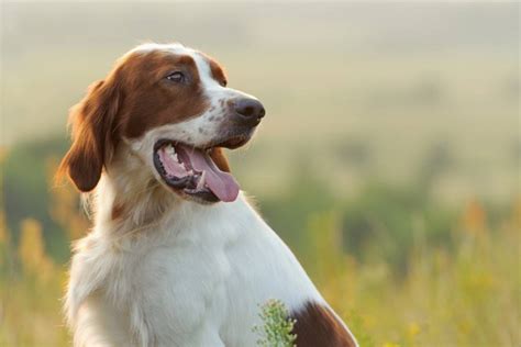 Irish Red and White Setter Breed Info, Pictures & Facts | Hepper