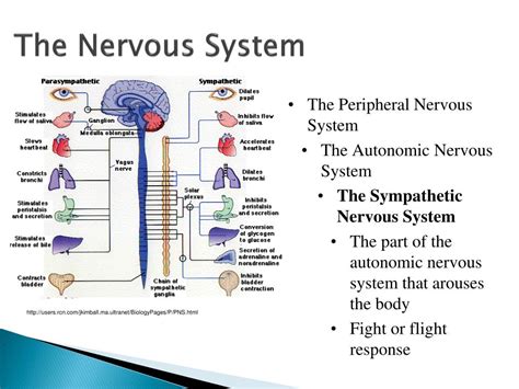 Somatic Nervous System Diagram