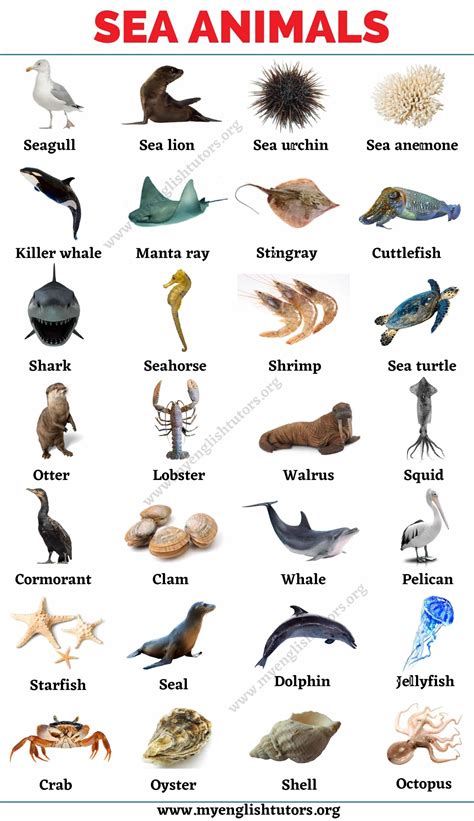 Seashore Animals Name