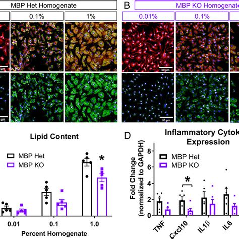 Foamy macrophages can form without myelin in vitro. (A) Representative ...