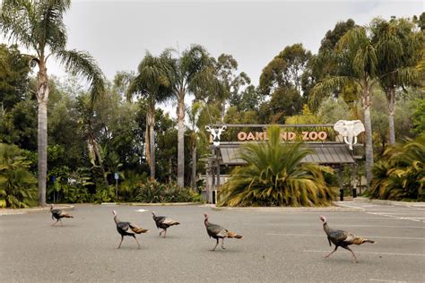 Quiet times for the animals at the Oakland Zoo - Los Angeles Times