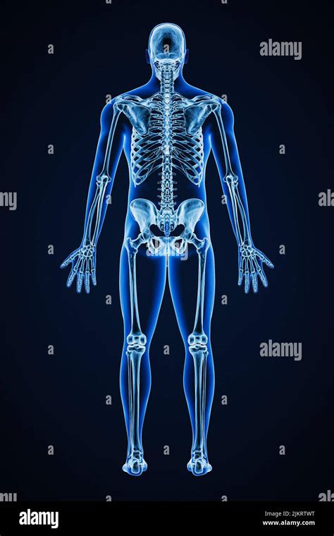 Accurate xray of posterior view of full human skeletal system with ...