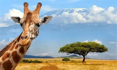 10 Must-Visit Tourist Attractions in Kenya by Afrik-Trek