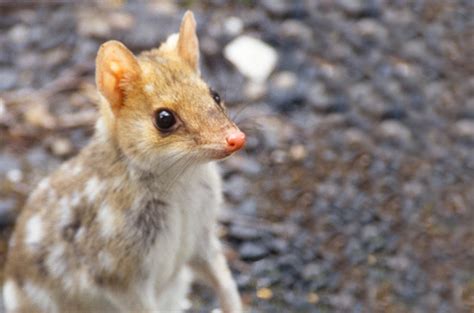 Threatened species - City of Hobart, Tasmania Australia