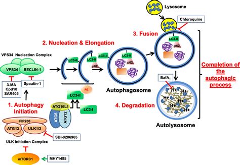 Autophagy Cell Death