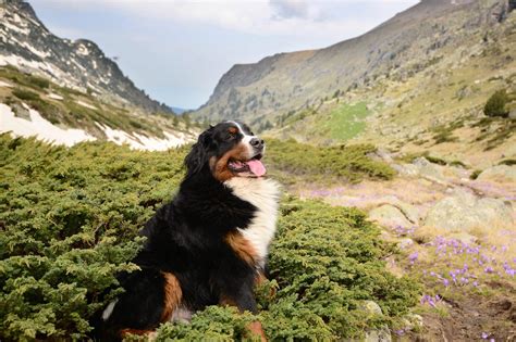 Bernese Mountain Dog Coloring Pages - George Owere1993