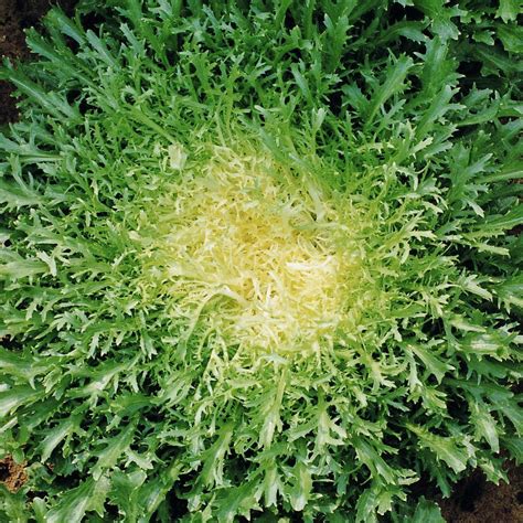 Lettuce Frisee Yellow – Health Food