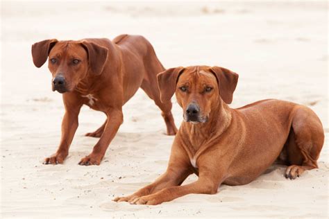 Rhodesian Ridgeback Puppies | Dorset Rhodesian Ridgeback Breeder