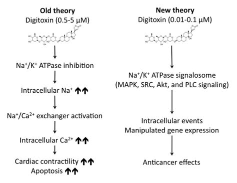 Digitoxin and its analogs as novel cancer therapeutics | Experimental ...