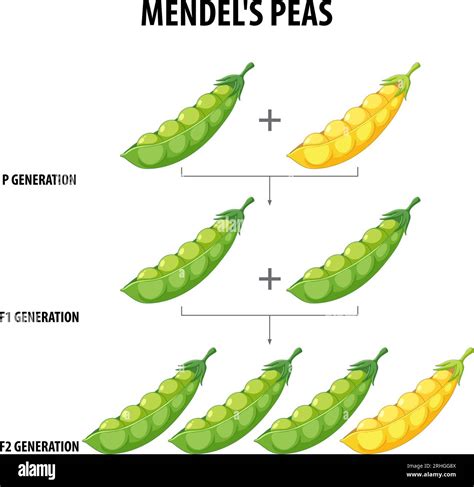 A vector cartoon illustration depicting Gregor Mendel's cross ...