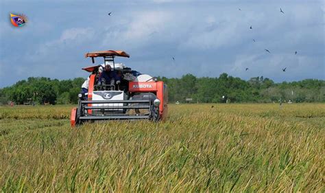 Petani Mulai Panen Padi, Produksi Turun Namun Harga Gabah Naik - Gema ...