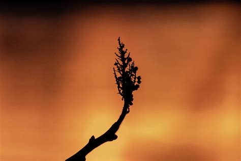 Silhouette on sunset river Photograph by Joshua Lund - Fine Art America