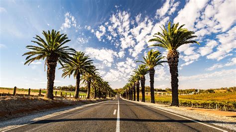 Seppeltsfield Road | Barossa Valley | South Australia