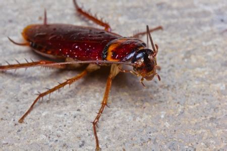 How to Keep Palmetto Bugs Out of Your Atlanta Home | Lookout Pest Control