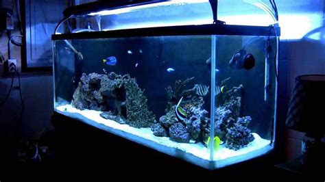 Complete Saltwater Aquarium Kit - How To Start A Saltwater Fish Tank