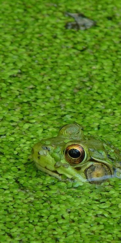 Nice algae man | Frog, Amphibians, Green frog