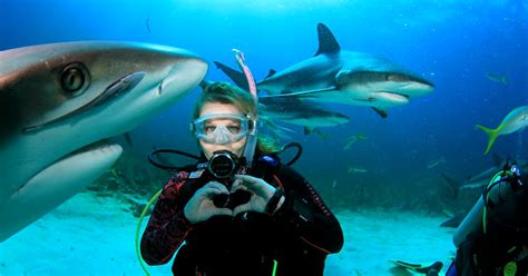 Why I Participate in Shark Feeding Dives • Scuba Diver Life