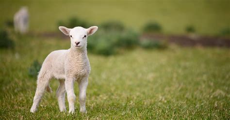 Baby Sheep: What is a Baby Sheep Called? - RaisingSheep.net