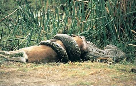 Florida python tries to swallow deer., Flor, Florida | Hunting