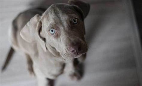 16 Weimaraner Mixes: Grey Ghost Companions Like No Other!