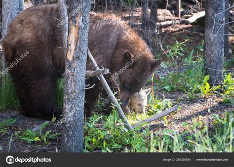 Black Bear Cubs Natural Habitat Stock Photo by ©jill@ghostbear.org ...