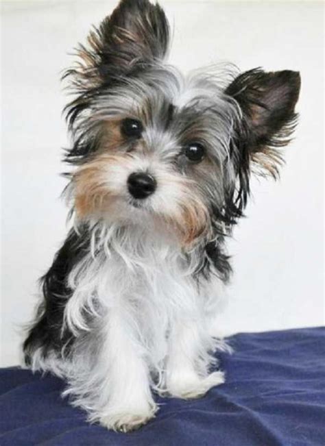 Parti Yorkie vs. Standard Yorkie - What's the Difference? And Why a ...