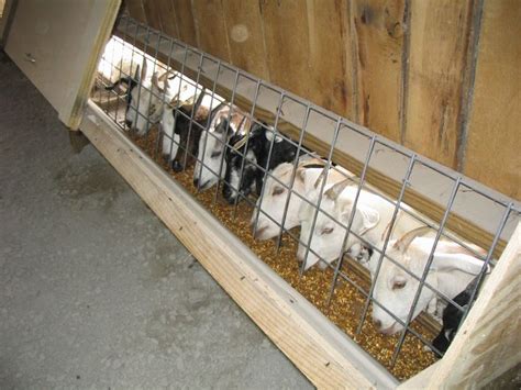 Goat house, Goat farming, Goat feeder