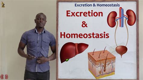 19. Excretion and Homeostasis; Definition of Terms Biology Form 2 - YouTube