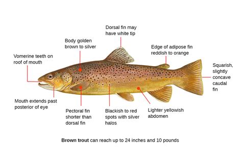 Brown Trout Fishing Guide | How to Catch a Brown Trout