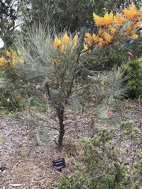 Grevillea Varieties in Australia: Complete Guide | Ultimate Backyard