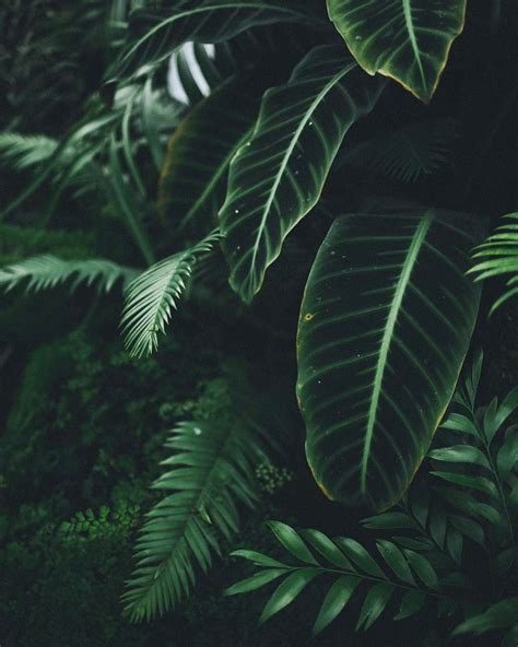 Download Nature Aesthetic, Dark Green Aesthetic, Aesthetic Plants ...