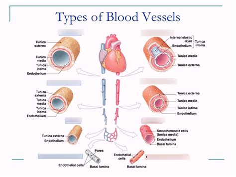 R Vessels