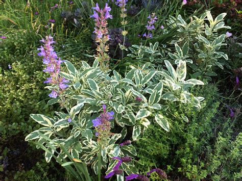 Variegated Sage – You Can Grow That!