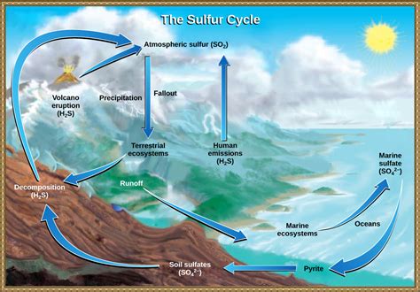 The Sulfur Cycle | Biology for Majors II