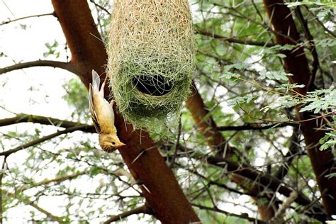 Baya Weaver Bird Nest - Free photo on Pixabay - Pixabay