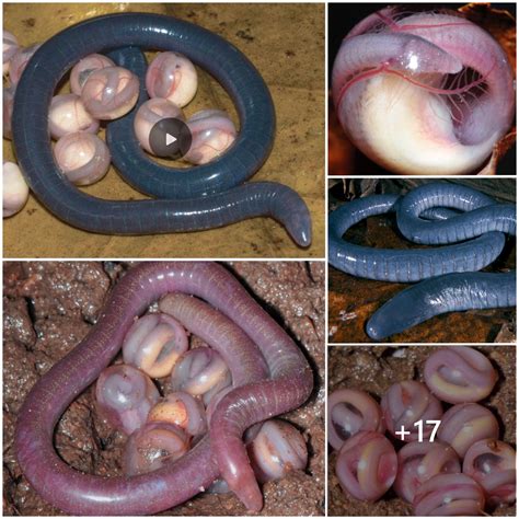 The appearance of snakes with strange shapes in nature surprised ...