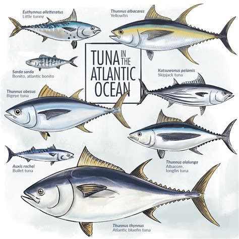 WHAT KINDS OF TUNAS ARE THERE IN THE ATLANTIC OCEAN? - Planet tuna