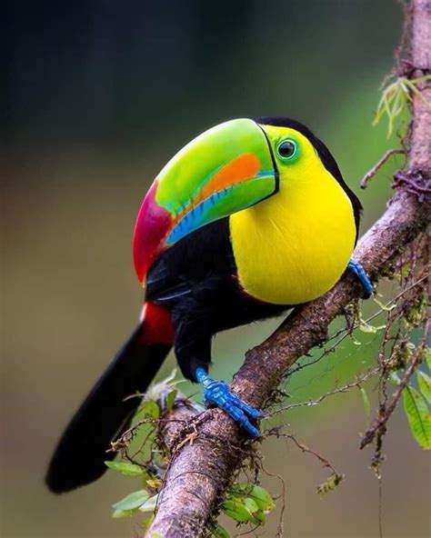 Rainbow billed toucan | Pet birds, Colorful birds, Animals beautiful