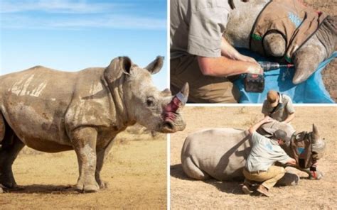 Rhino Horns Are 'Poisoned' To Keep Them Safe From Poaching; Rhino Horn ...