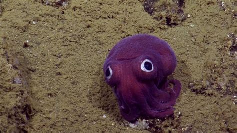 623 Cute and Funny Squid Names - Animal Hype