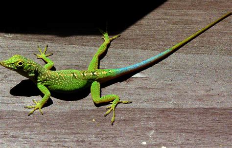 The Jamaican lizard, Anolis grahami. This lizard is known locally as ...