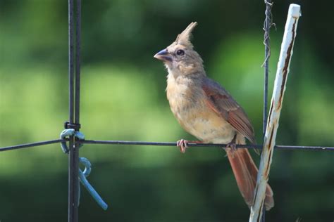 Cardinal Fledglings | Wild Love Photography