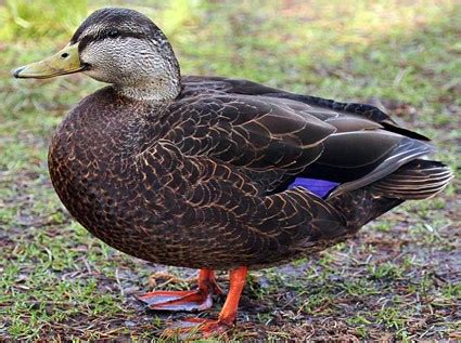 American Black Duck, Identification, All About Birds - Cornell Lab of ...