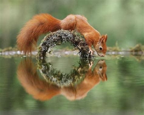 Wildlife Photographer Captures Nature's Magical Little Moments