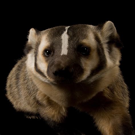 Baby American Badger