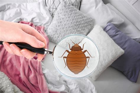 Why Should You Hire a Bed Bug Exterminator for Terminating Bugs?