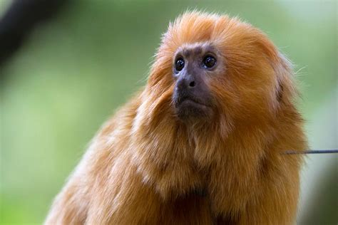 Baby Golden Lion Tamarin