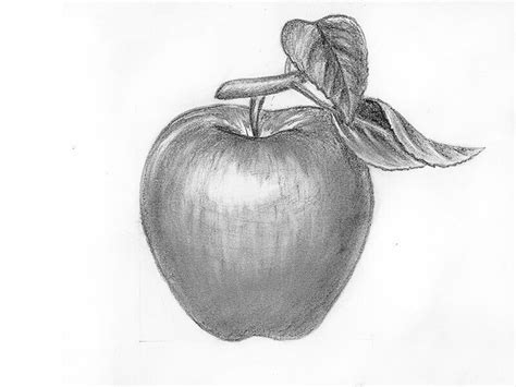 How to draw an apple with a pencil step-by-step drawing tutorial