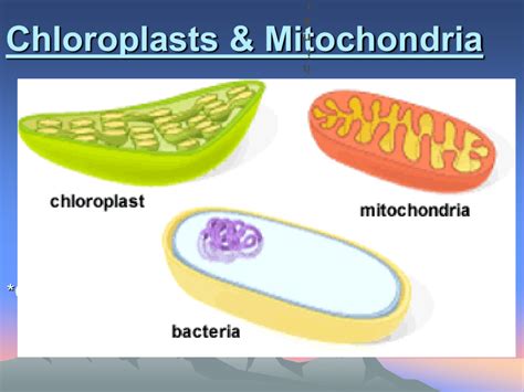 6.5 Chloroplasts & Mitochondria